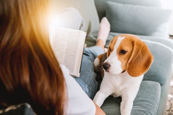 The Pawfect Stay - Shama Island North Hong Kong